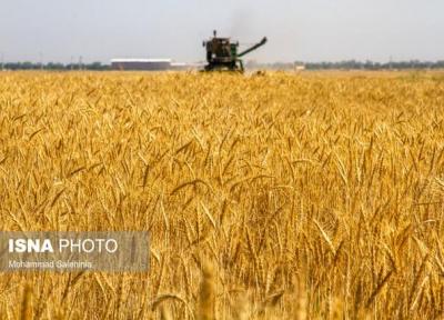 خرید بیش از 20 هزار تن گندم از کشاورزان کارون